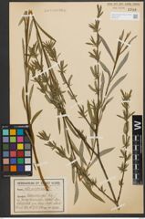 Foto von Salix purpurea L.